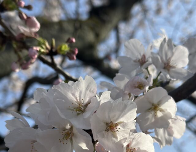 桜🌸